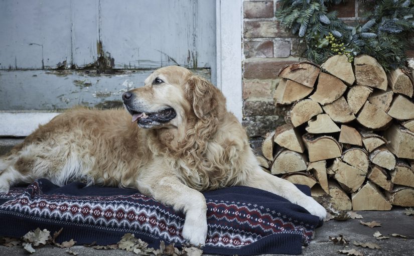 Jak pozbyć się sierści z ubrań? Wskazówki dla miłośników mody, kotów i psów